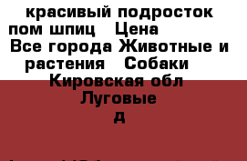 красивый подросток пом шпиц › Цена ­ 30 000 - Все города Животные и растения » Собаки   . Кировская обл.,Луговые д.